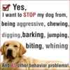 Thumbnail Teaching Your Dog How To Be Obedient